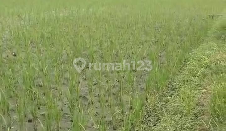 Tanah Kotak Strategis di Jalan Sasana Budaya, Cirebon