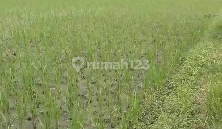 Tanah Kotak Strategis di Jalan Sasana Budaya, Cirebon