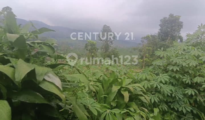 Tanah Murah di Cireunghas Kab. Sukabumi Jawa Barat