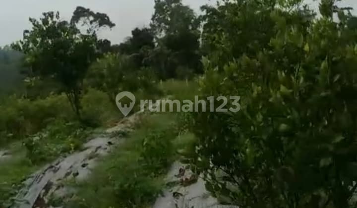 Tanhakebun Datara di Pelaga Petang Badung