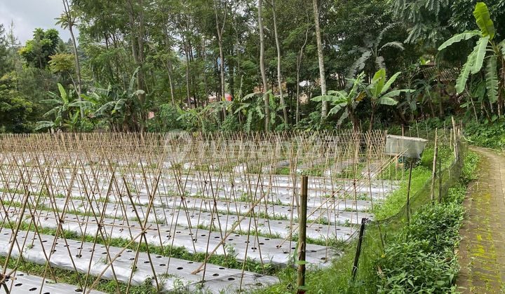 Jual Tanah di Daerah Wisata Udara Dingin Cihanjawar Purwakarta