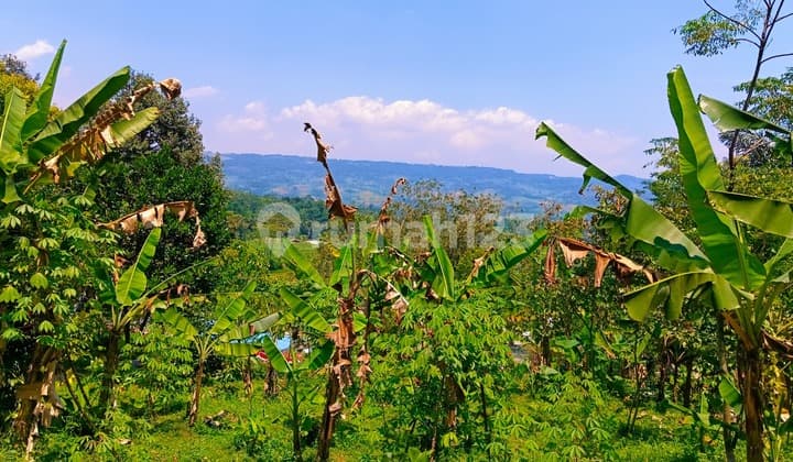 Dijual Tanah Kebun Manggis dan Durian di Dekat Wisata Wanayasa Purwakarta