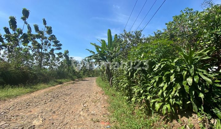 Dijual Murah Tanah Kebun Durian Pinggir Jalan Bojong Purwakarta