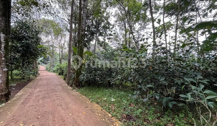 Cheap Sale of Orchard Land with Car Access in Bojong, Purwakarta