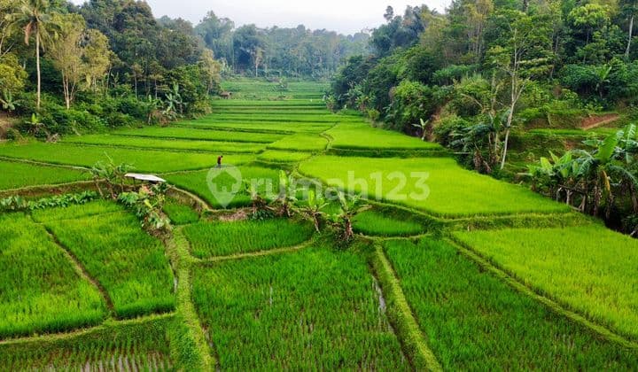 Dijual Murah Tanah Sawah Air Mengalir di Pedesaan Bojong Purwakarta