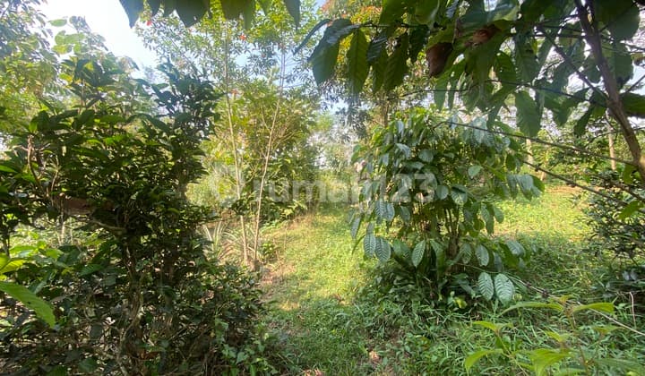 Jual Tanah Kebun bisa Bikin Akses Mobil di Darangdan Purwakarta