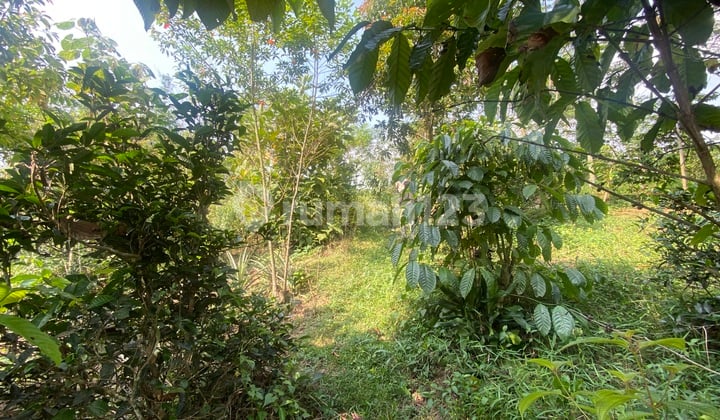 Jual Tanah Kebun bisa Bikin Akses Mobil di Darangdan Purwakarta