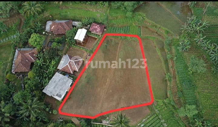Dijual Murah Tanah Sawah di Pedesaan Udara Dingin Bojong Purwakarta