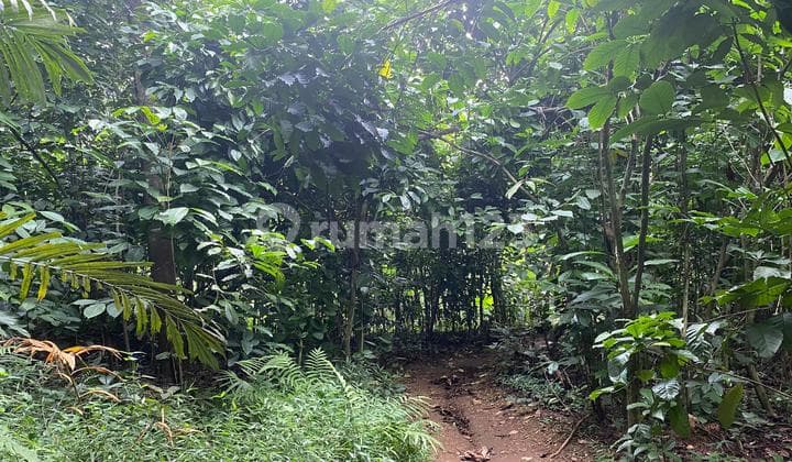 Dijual Murah Tanah Kebun Kopi Bisa Bikin Akses Mobil di Purwakarta