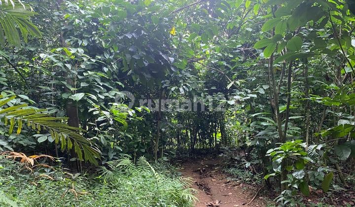 Dijual Murah Tanah Kebun Kopi Bisa Bikin Akses Mobil di Purwakarta
