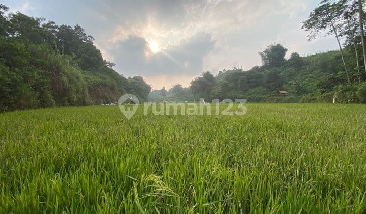 Dijual Tanah Saah Produktif Air Mengalir Omset 2 Ton Gabah di Purwakarta