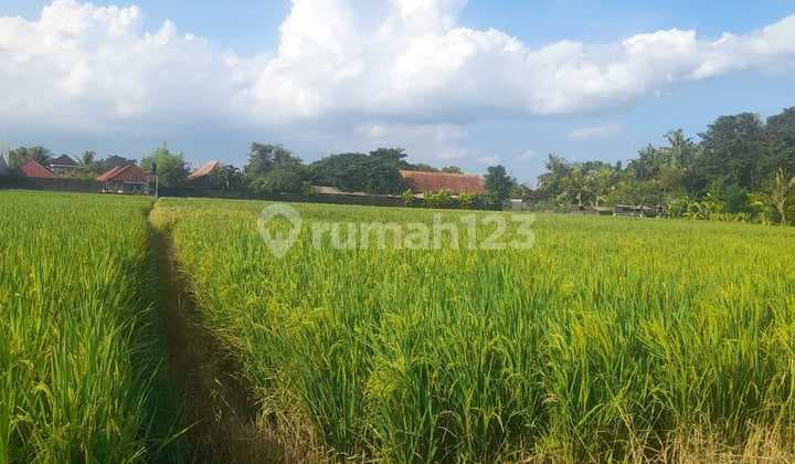 Lease Hold Land In Kedungu 5 Minute To Kedungu Beach