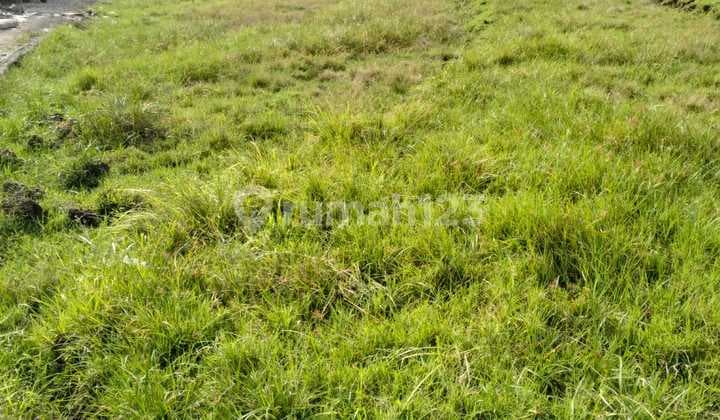 Disewakan Tanah 4 Are Umalas Semer Kerobokan