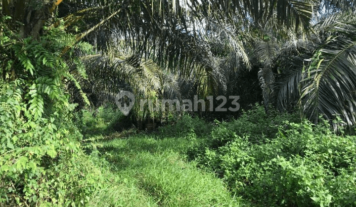 TANAH SHM 4HA PERKEBUNAN SAWIT 120RB/M2, ADA SUMBER MATA AIR SUDAH ROA. BATI BATI BANJARMASIN