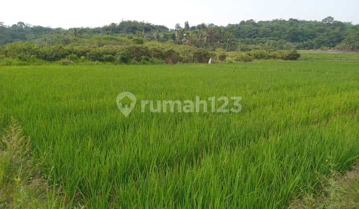 Tanah Ada Sawah Dekat Kota Podomoro Tenjo