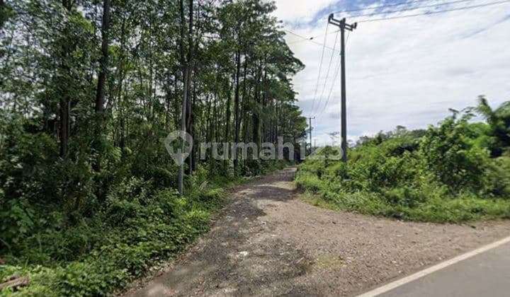 Land for Sale Suitable for Farming in Labak, Banten