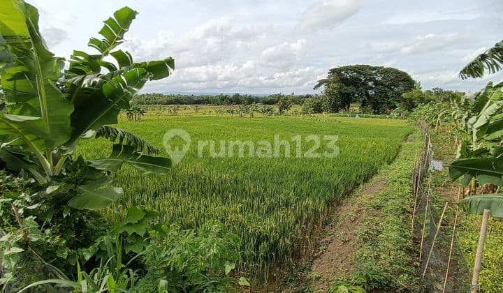 Tanah Dipinggiran Kota Luas Harga Lelang Murah