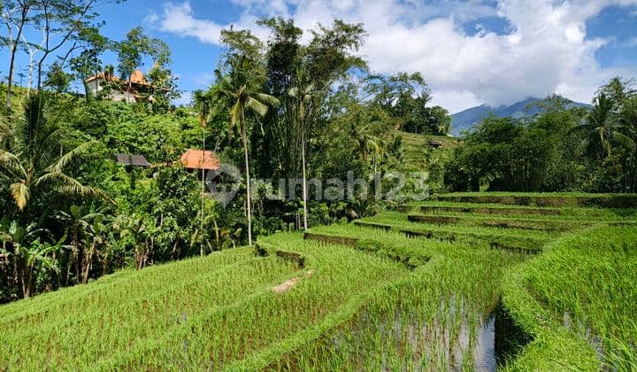 Land Area of 1700m² and Wooden House in Yellow Zone at Jatiluwih