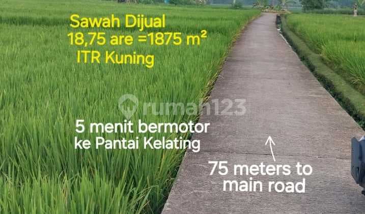 Dijual Sawah Produktif Dekat Pantai Kelating