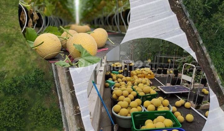 Dijual Kebun Hidroponik dan Bangunan Aktif Pasuruan