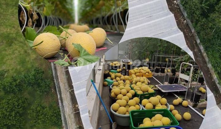 For Sale Hydroponic Farm and Active Building in Pasuruan