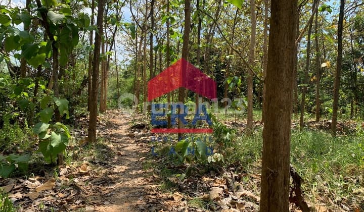 Tanah 18300 m2 SHM Tuban, Tuban