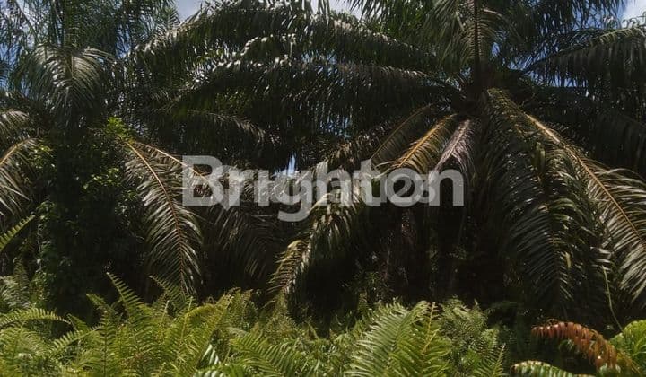 OIL PALM LAND 50 HA DUMAI