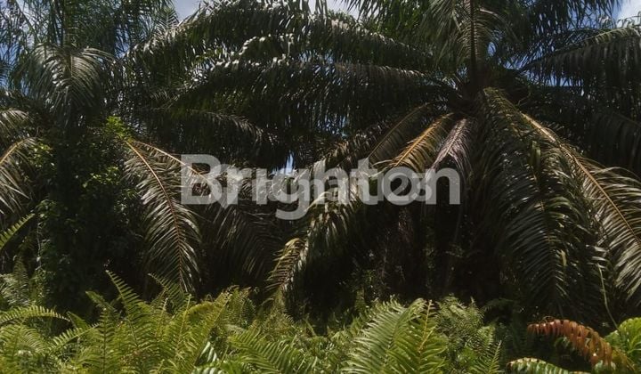 TANAH SAWIT 50 HA DUMAI