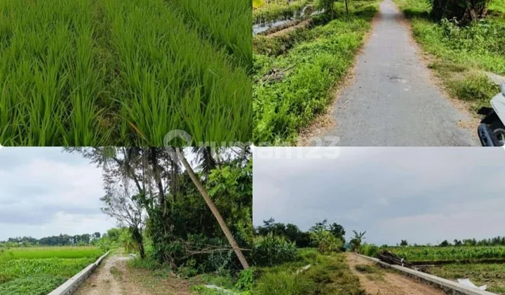 Tanah for Sale Tanah Sawah Luas 1413 Meter Persegi Lokasi di Tambakrejo Tempel Sleman, Yogyakarta Tanah for Sale Tanah Sawah Luas 1413 Meter Persegi Lokasi di Tambakrejo Tempel Sleman, Yogyakarta