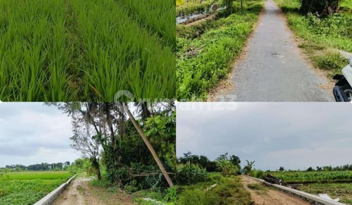 Tanah for Sale Tanah Sawah Luas 1413 Meter Persegi Lokasi di Tambakrejo Tempel Sleman, Yogyakarta