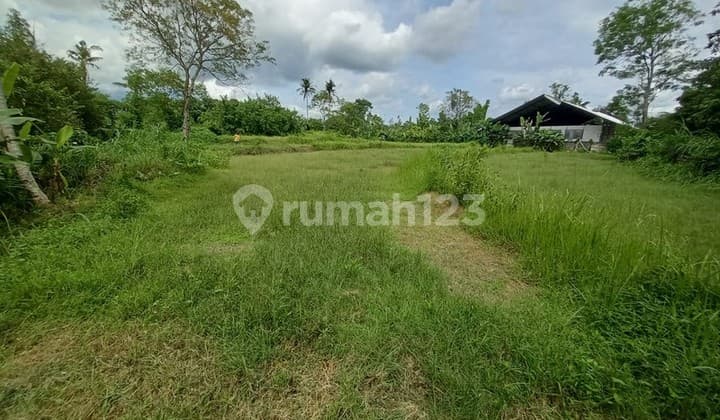 Tanah Sawah Lokasi Dekat Kawasan Wisata Kopi Klothok - Ngemplak Sleman