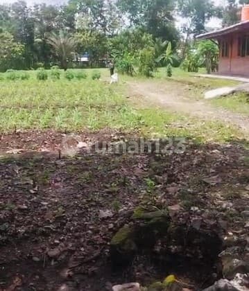 Tanah Luas 3030 Meter Persegi Lokasi di Daerah Ponjong Gunung Kidul