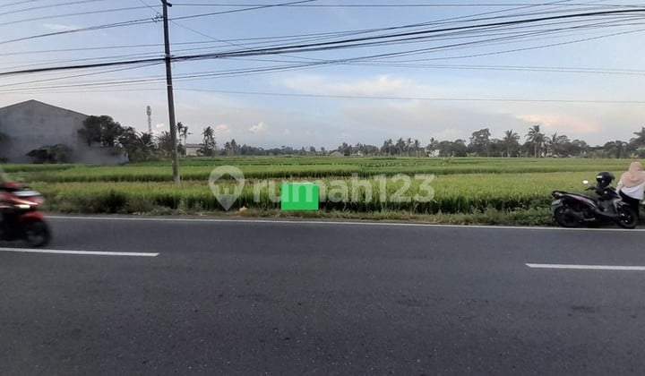 Tanah Sawah Luas di Tepi Jalan Raya Selomartani - Potensi Investasi