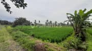 Dijual Sawah Luas 2.244 Meter Persegi - Lokasi Strategis Pandowoharjo Sleman