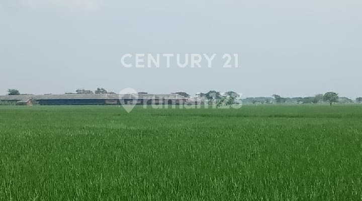 Lahan Strategis Jalur Kuning Di Pebayuran Kabupaten Bekasi