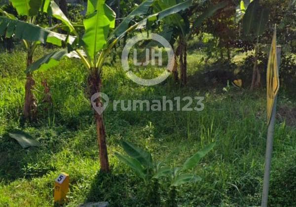 Kavling Jalan Singorojo - Boja