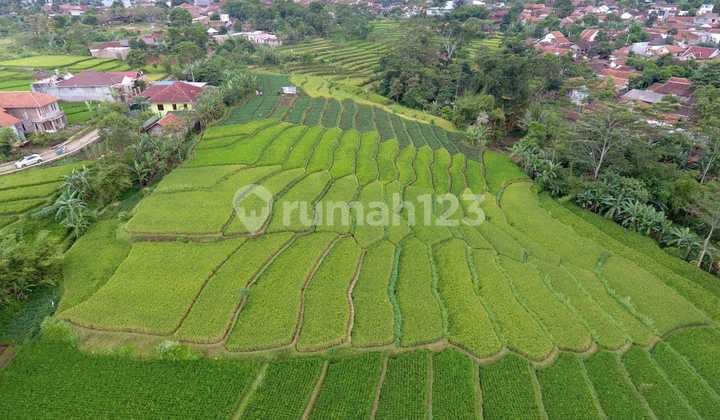 Tanah Sawah Kebon Suuk Cicalengka
