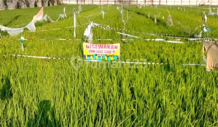 Tanah Di Kuripan, Karangawen Demak