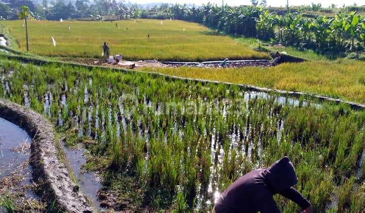 Tanah Luas Dijual ,Lokasi Strategis di Jl. Semarang Garut