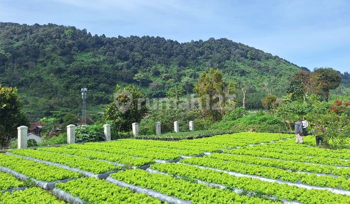 Dijual Tanah Kebun di Suntenjaya Lembang Bandung