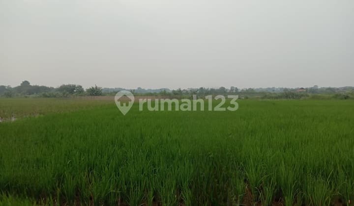 Dijual Cepat Tanah Sawah Cibarusah Jaya Cikarang