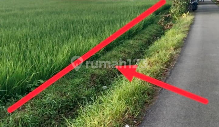 Tanah Shm Di Tengah Perumahan Dan Pemukiman Dekat Pertamina Cilacap