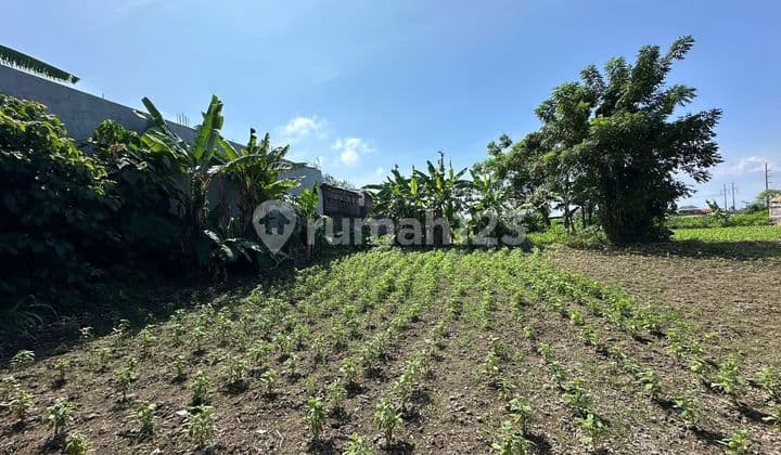 Pasti Deal di Sewakan Tanah Lokasi Jalan Utama Sedap Malam Kesiman Denpasar Timur Bali