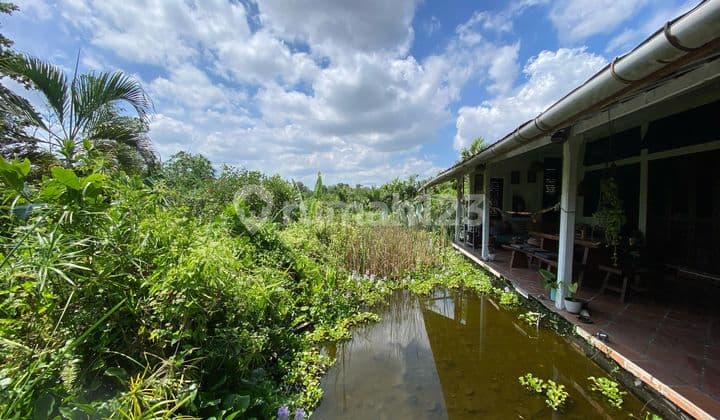 Definitely a Deal: Land for Sale with Free Building, Villa with Rice Field View, Located in Padonan, Canggu, Bali.