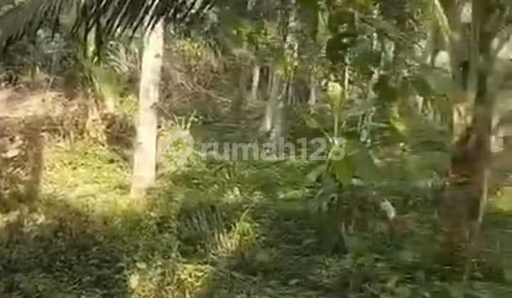 Pasti Deal Di Jual Tanah View Sawah Lokasi Pejeng Ubud Gianyar Bali