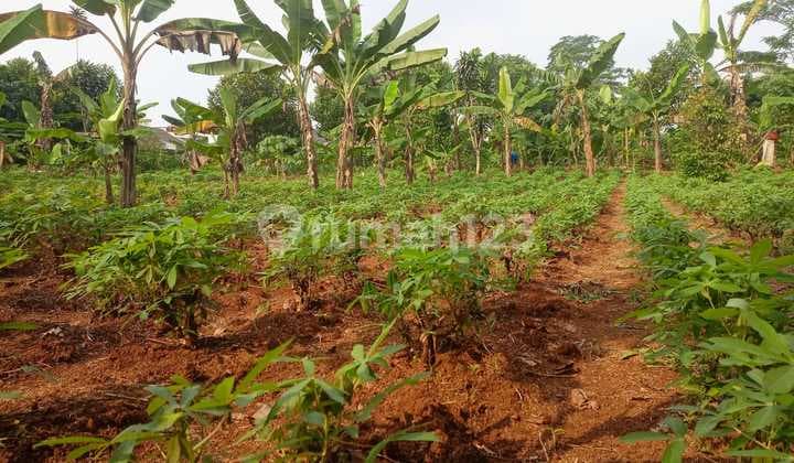 Kavling Free SHM 8 Menit Situ Tonjong Lokasi Prospektif Harga Termurah