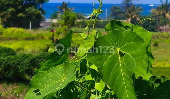 Tanah Jual Lokasi Ketewel