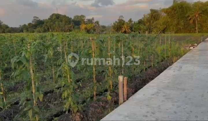 Premium Land Near Kedungu Beach Tabanan Bali