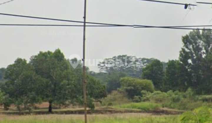 Lahan Bagus Disentul