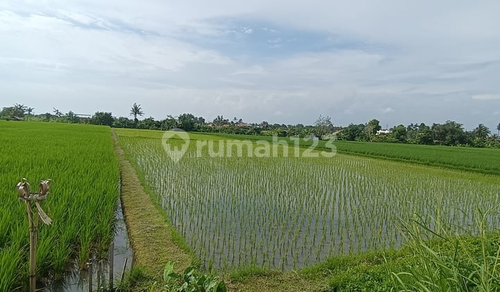 Disewakan Tanah di Pantai Kedungu